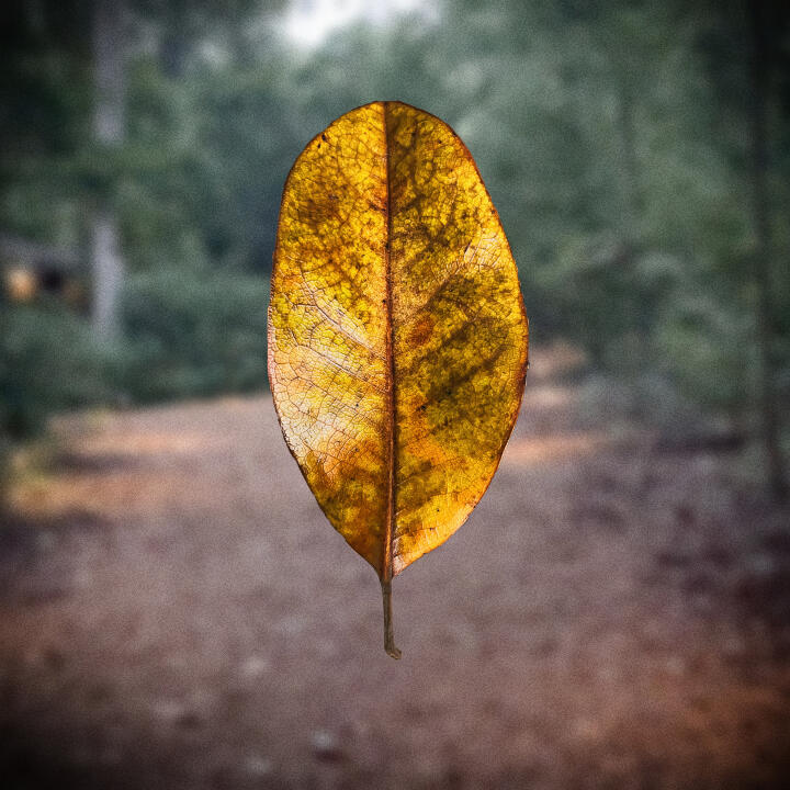leaf in foreground with Michael A. Singer's Temple of the Universe in background